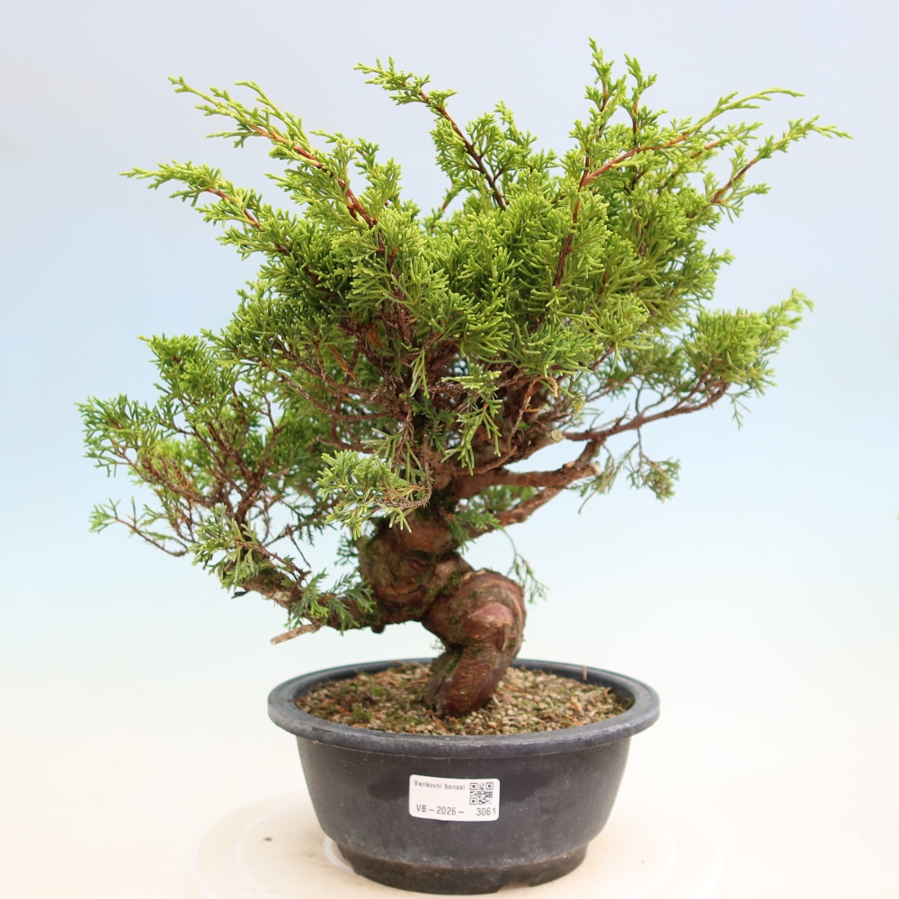 Venkovní bonsai - Juniperus chinensis Itoigawa-Jalovec čínský