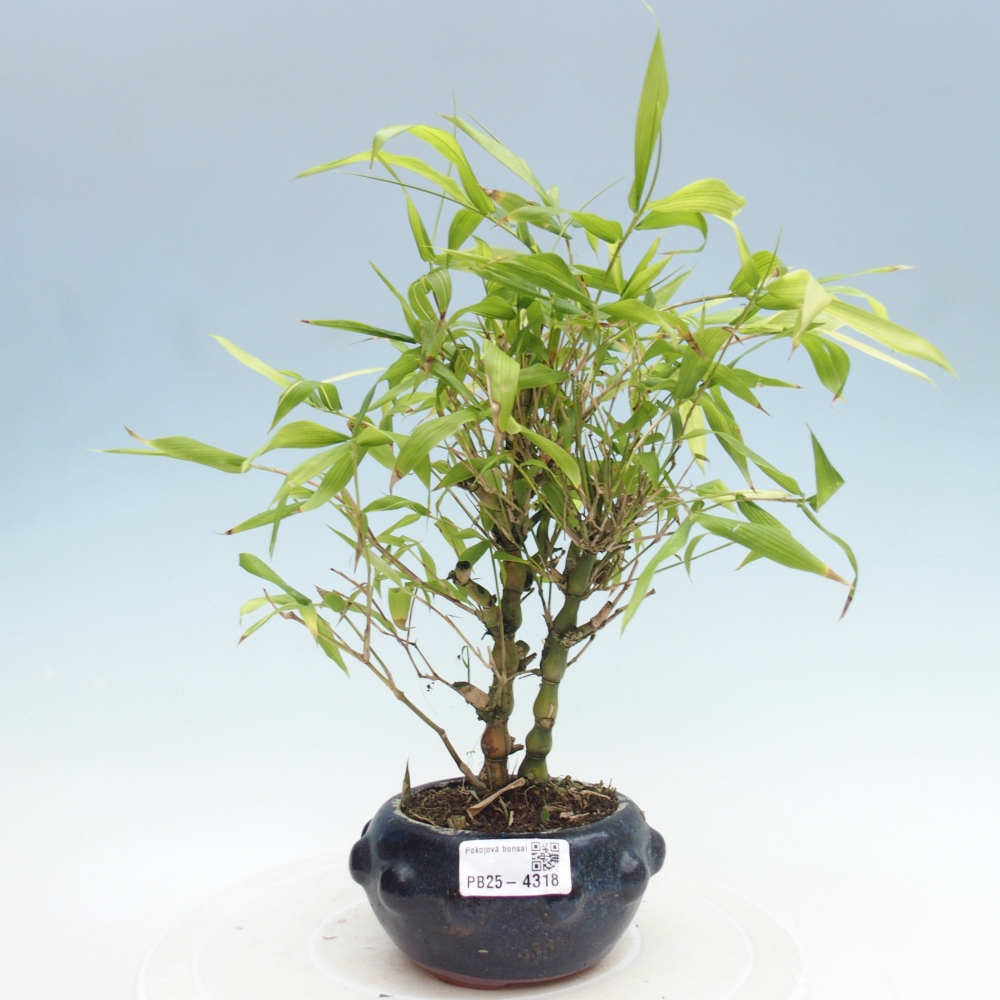 Pokojová bonsai - Bambus budha-Bambus budhovo břicho