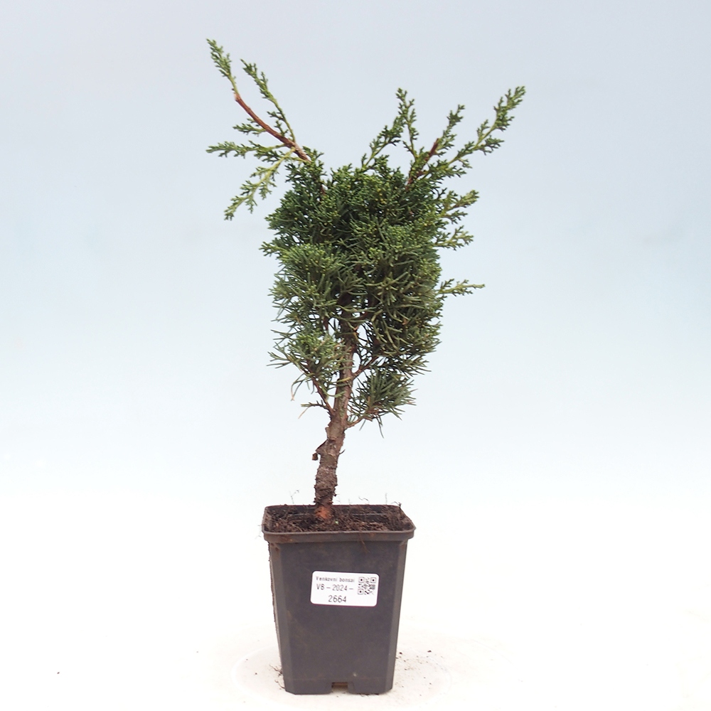 Venkovní bonsai - Juniperus chinensis Kishu -Jalovec čínský