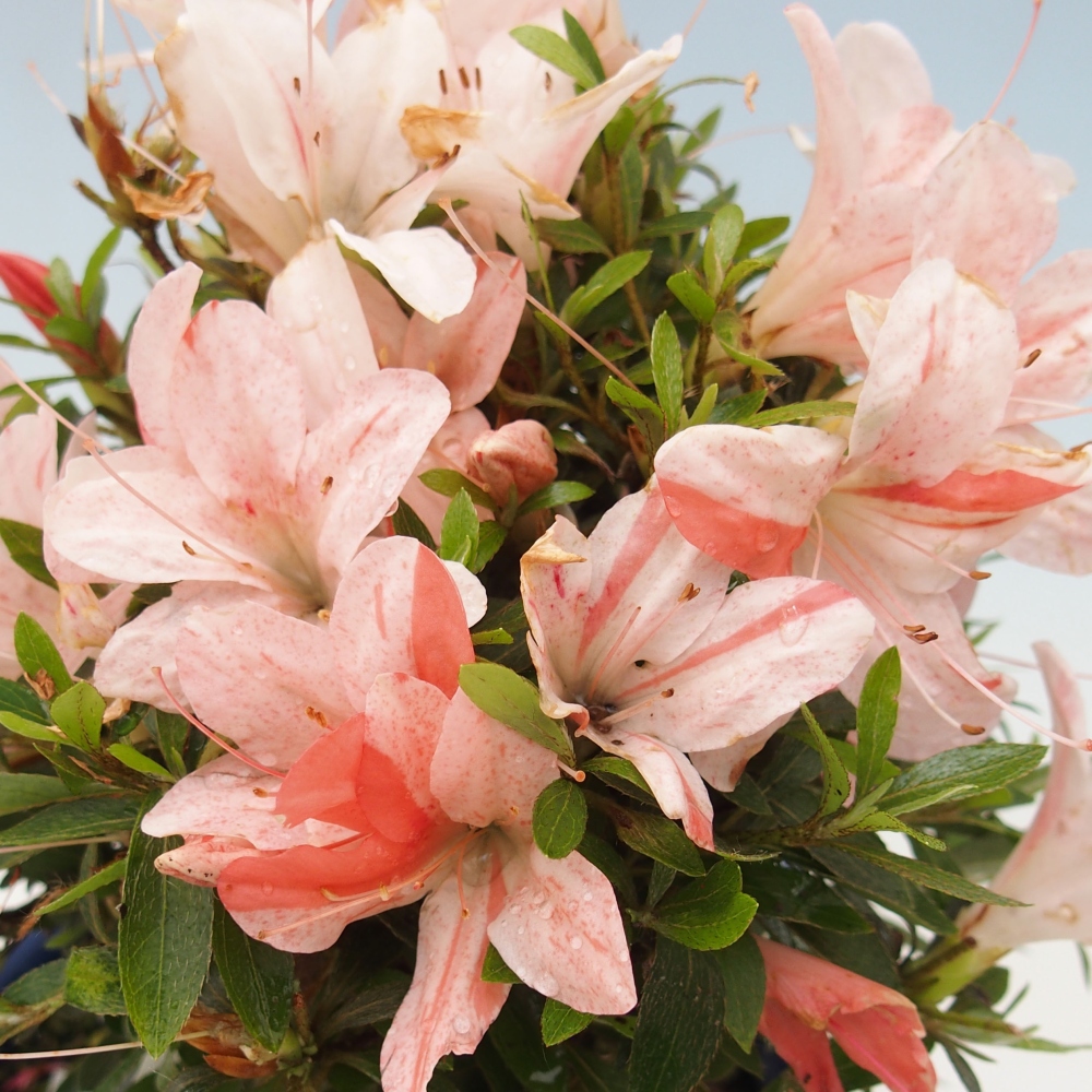 Venkovní bonsai - Japonská azalka - Azalea Nikko