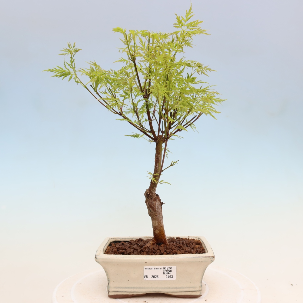 Venkovní bonsai - Acer palmatum Dissectum - Javor dlanitolistý 