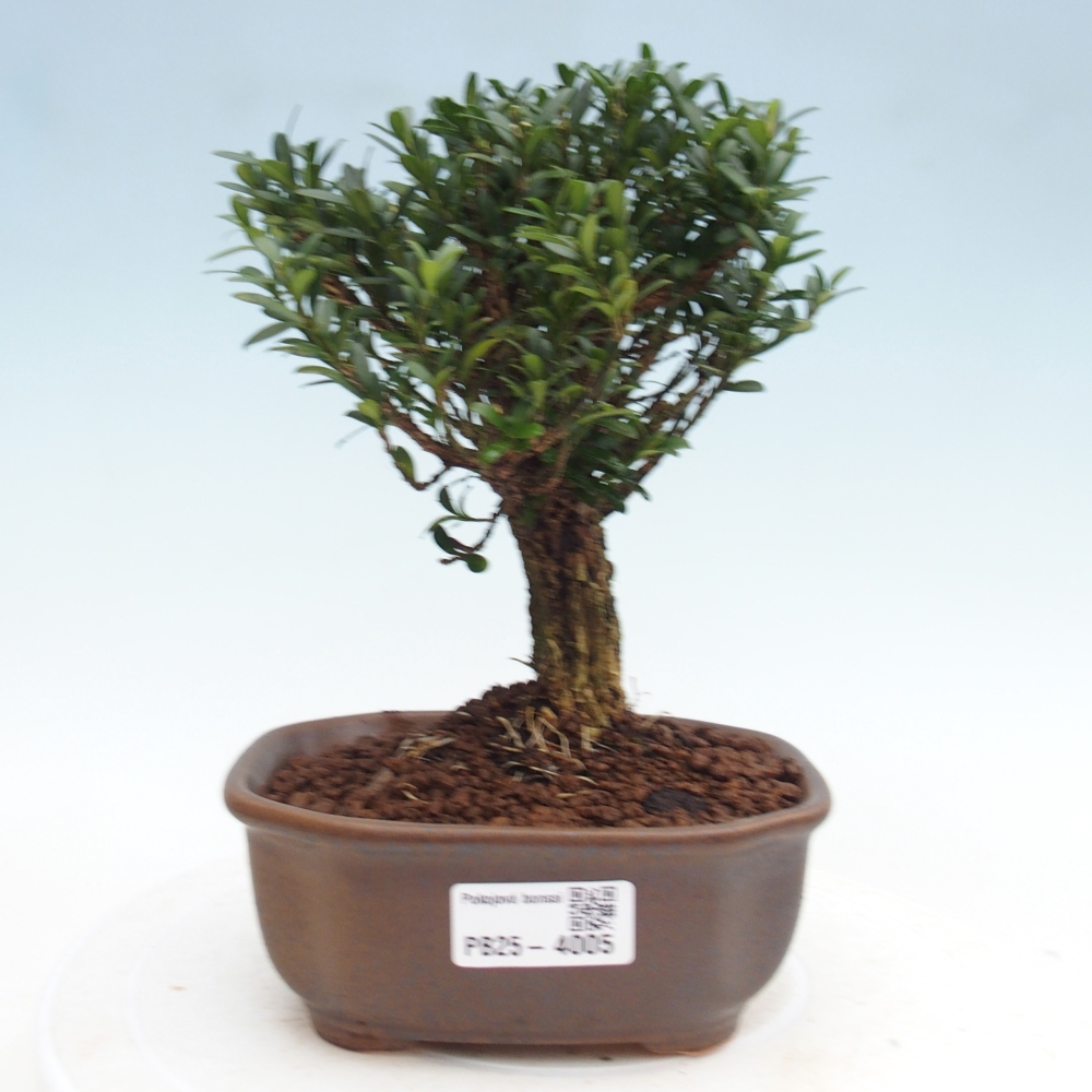 Pokojová bonsai - Buxus harlandii - korkový buxus