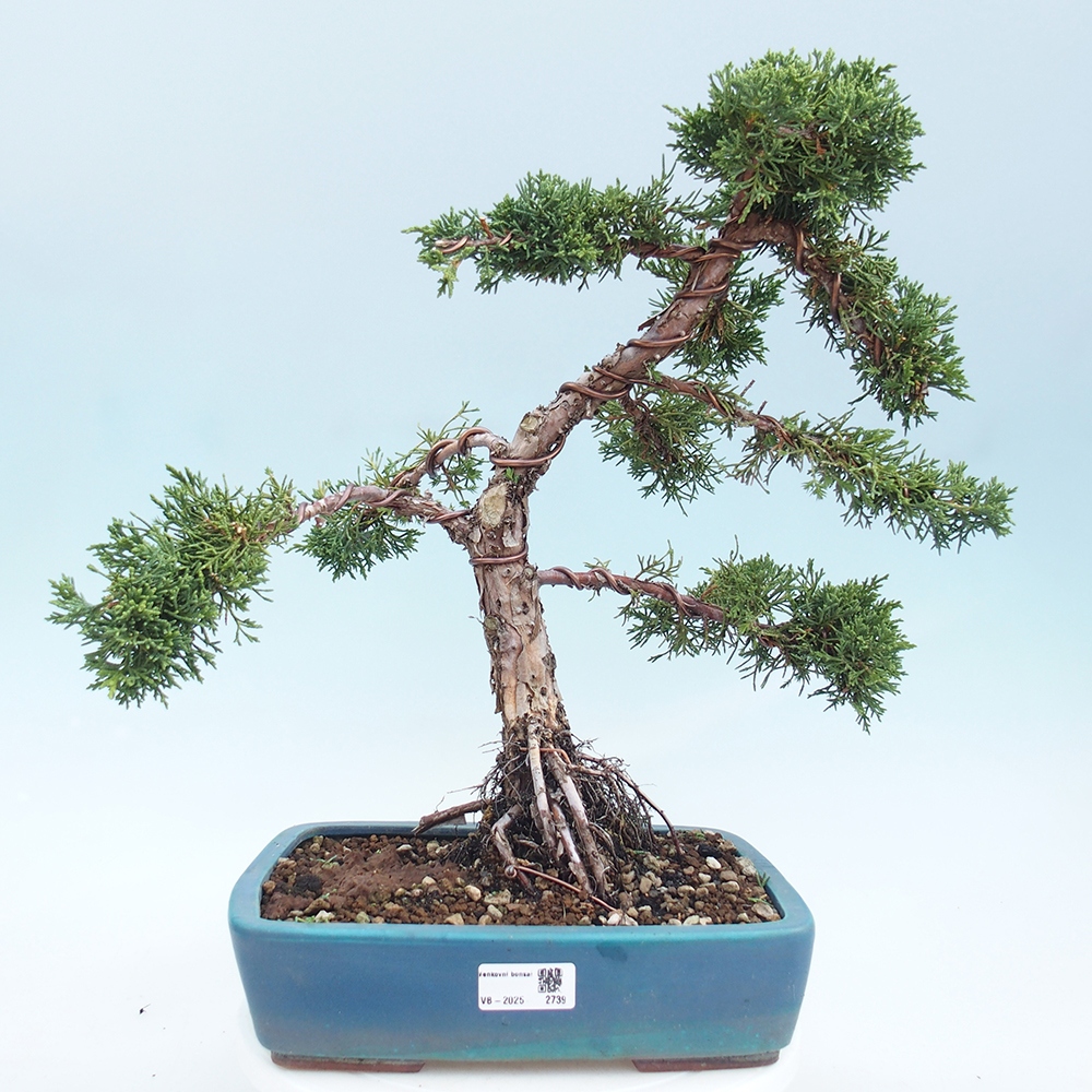 Venkovní bonsai - Juniperus chinensis Kishu -Jalovec čínský
