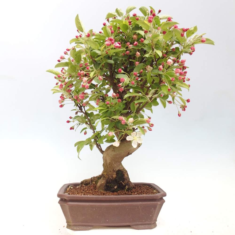 Venkovní bonsai -Malus halliana - Maloplodá jabloň