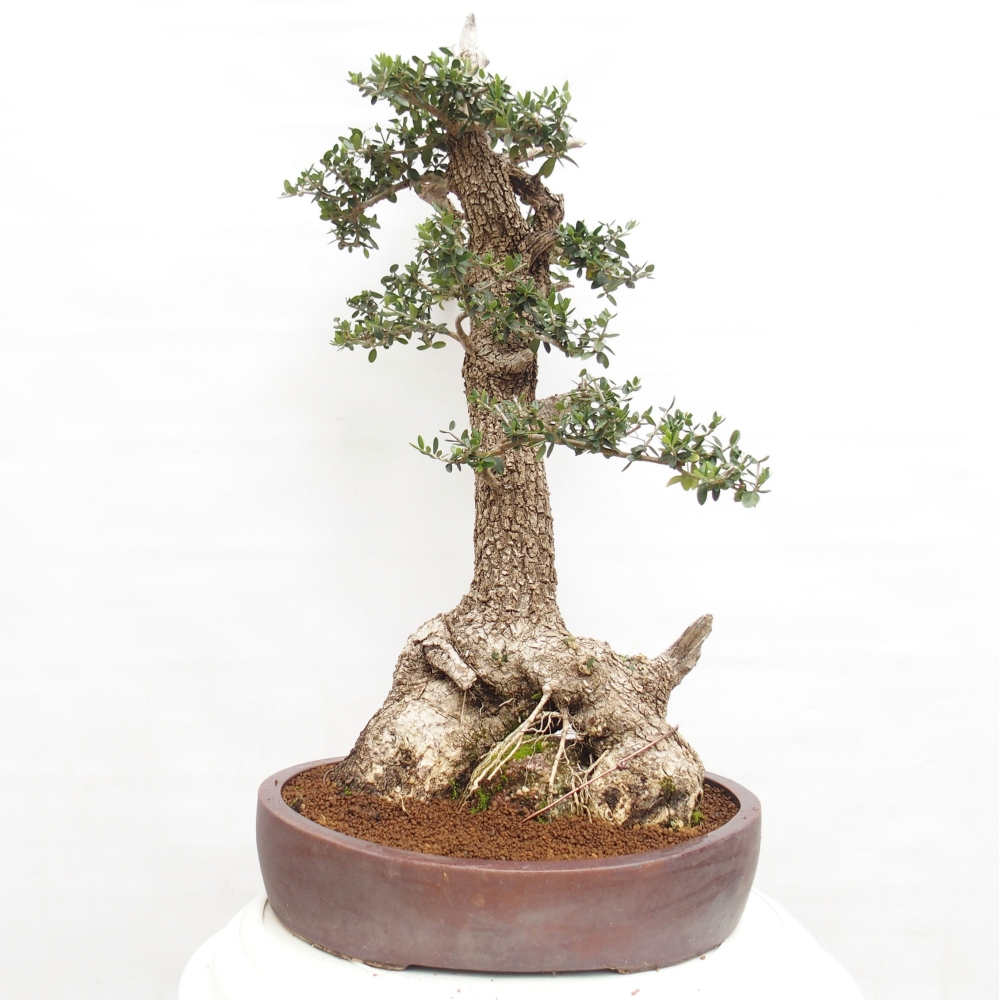 Pokojová bonsai - Olea europaea sylvestris -Oliva evropská drobnolistá