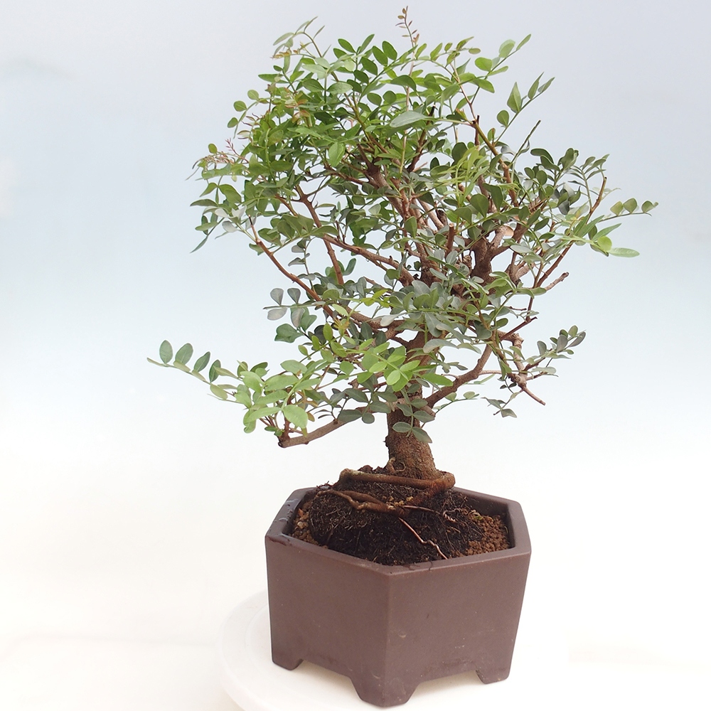 Pokojová bonsai -  Pistácie