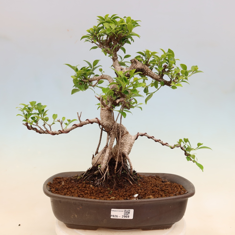 Pokojová bonsai - Ficus kimmen -  malolistý fíkus