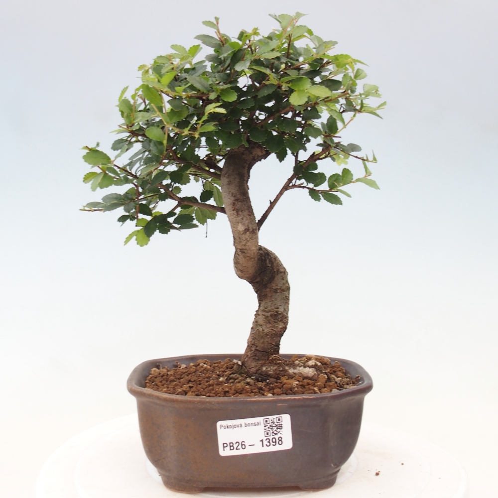 Pokojová bonsai - Ulmus parvifolia - Malolistý jilm
