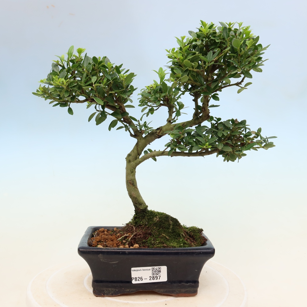 Pokojová bonsai - Ilex crenata - Cesmína