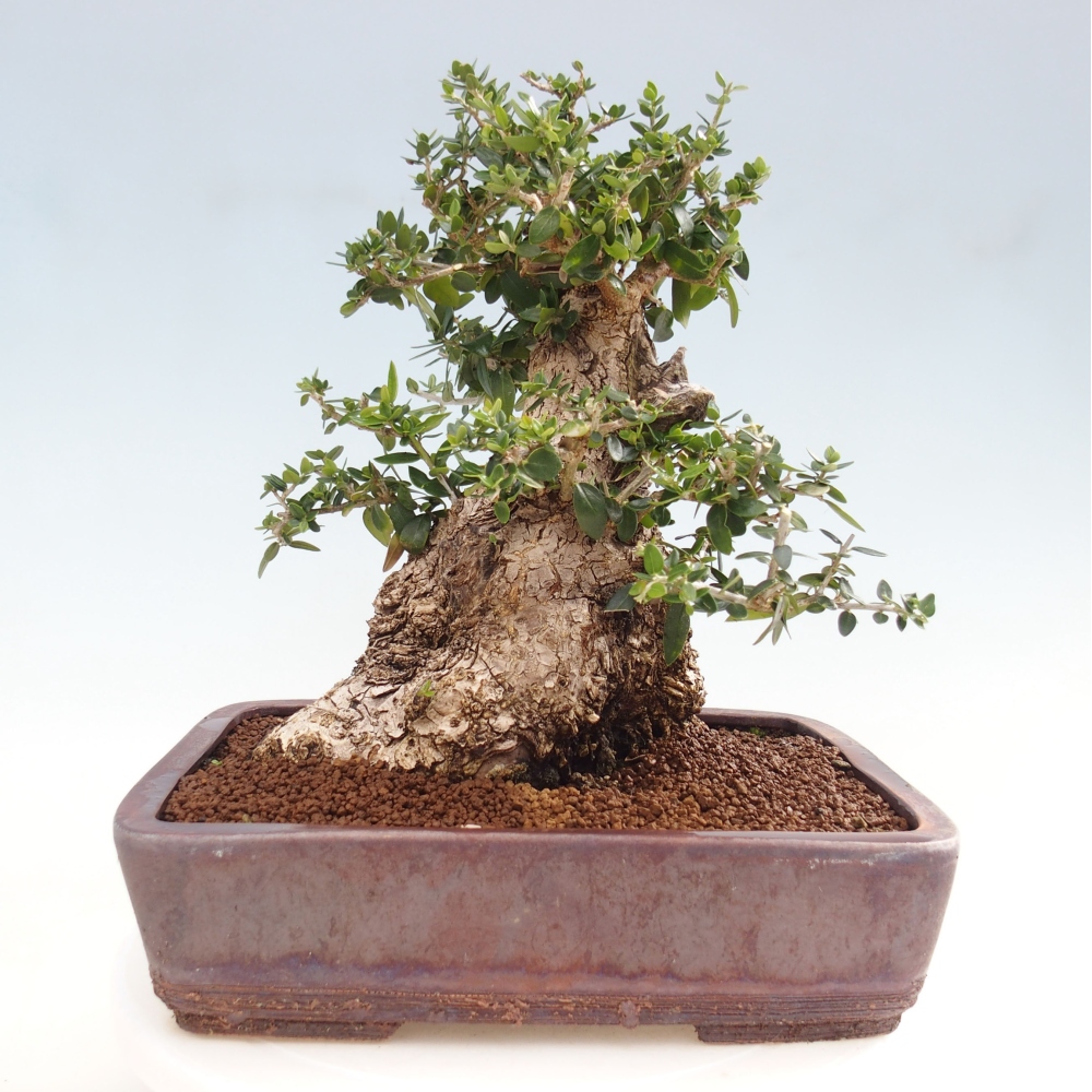Pokojová bonsai - Olea europaea sylvestris -Oliva evropská drobnolistá