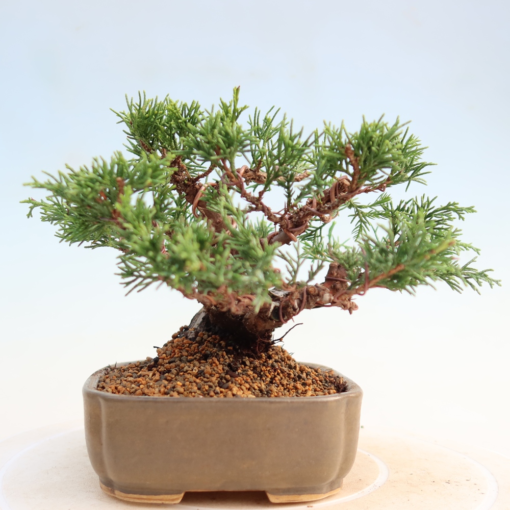 Venkovní bonsai - Juniperus chinensis Itoigawa -Jalovec čínský
