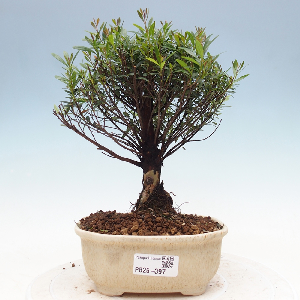 Pokojová bonsai - Syzygium - Pimentovník