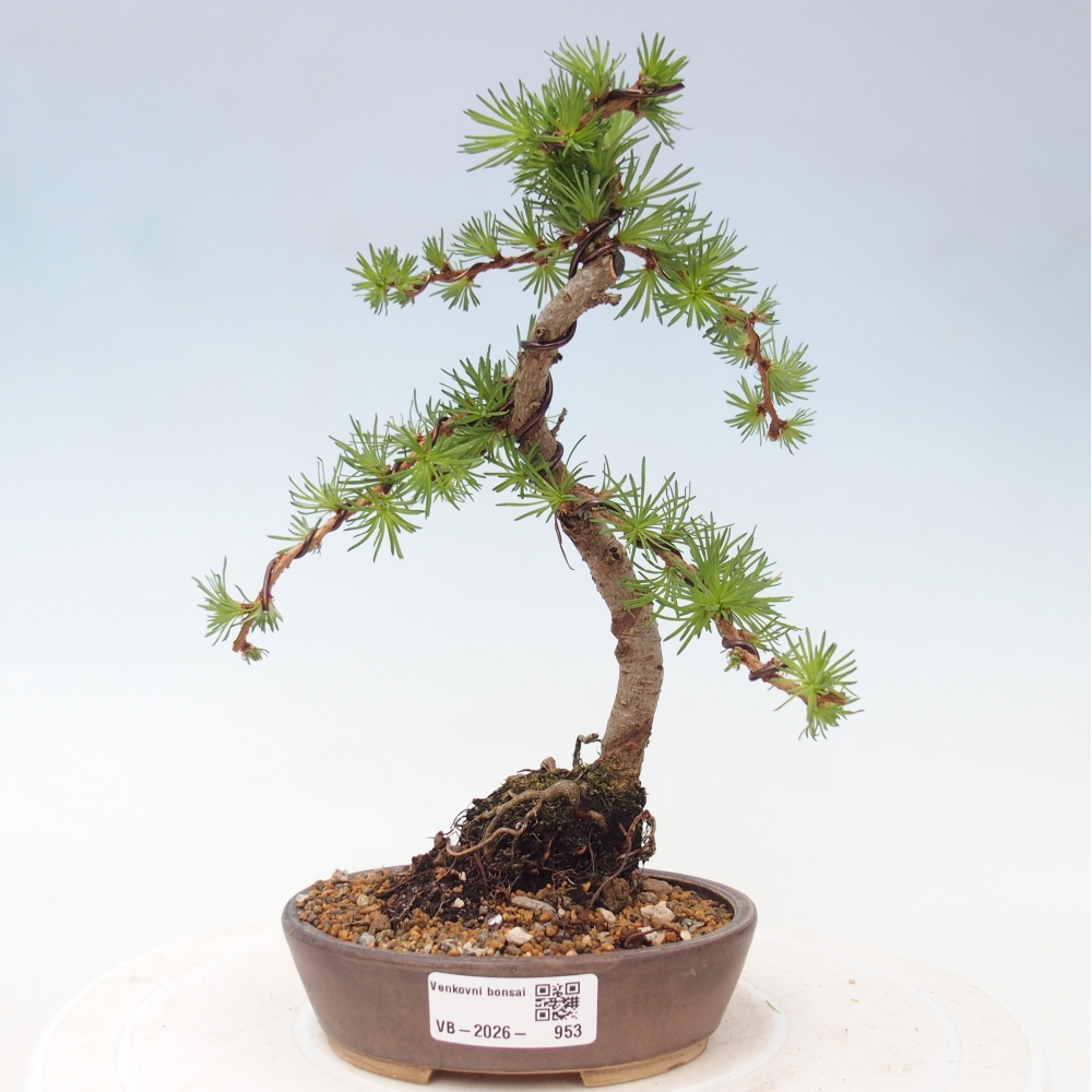Venkovní bonsai - Larix Kaempferi - Modřín japonský