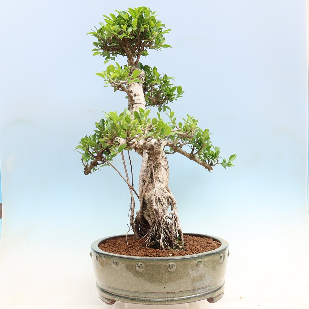Pokojová bonsai - Ficus kimmen -  malolistý fíkus