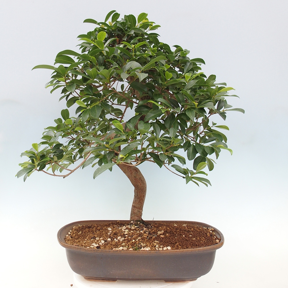 Pokojová bonsai - Australská třešeň - Eugenia uniflora - POUZE OSOBNÍ ODBĚR nebo paletová přeprava