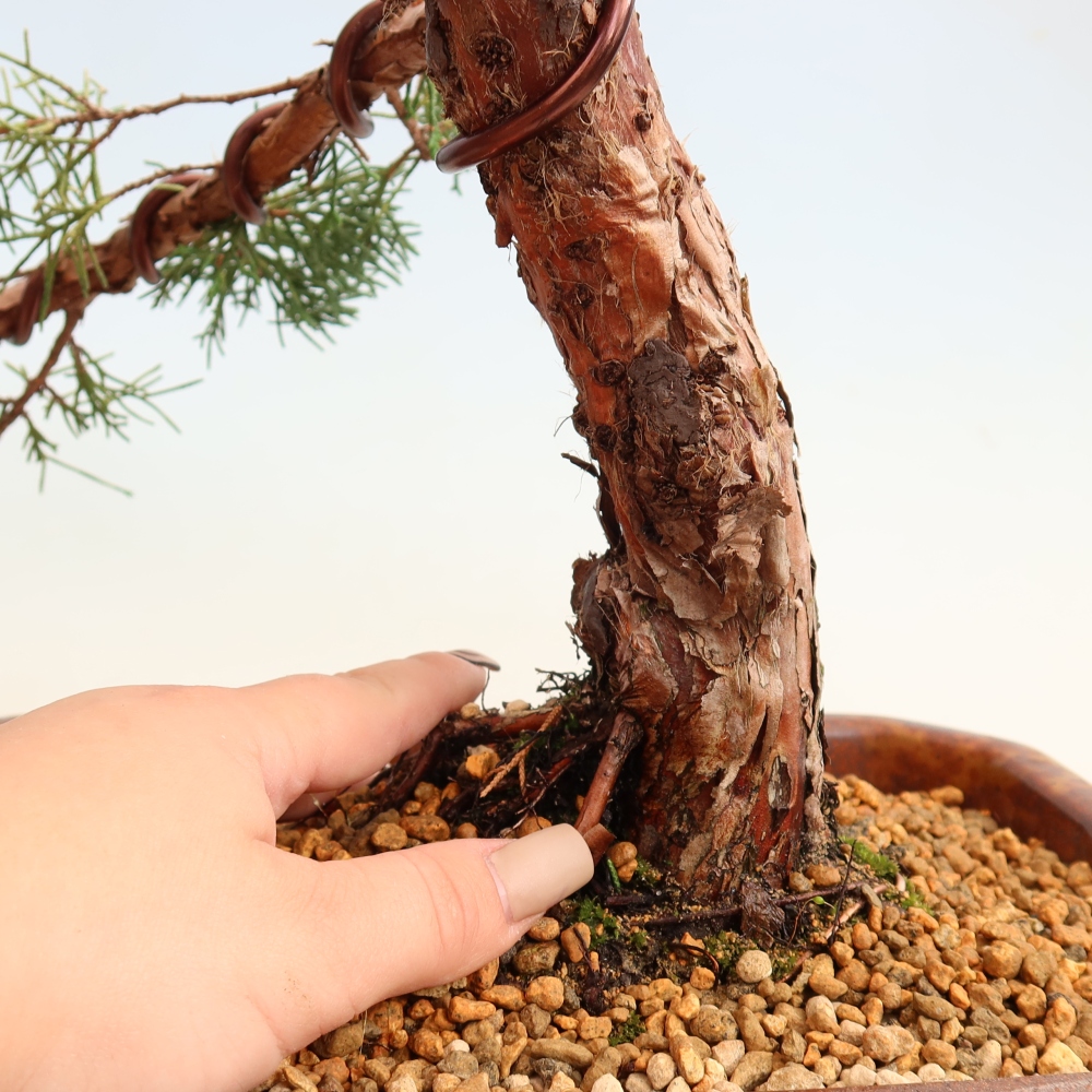 Venkovní bonsai - Juniperus chinensis Kishu -Jalovec čínský