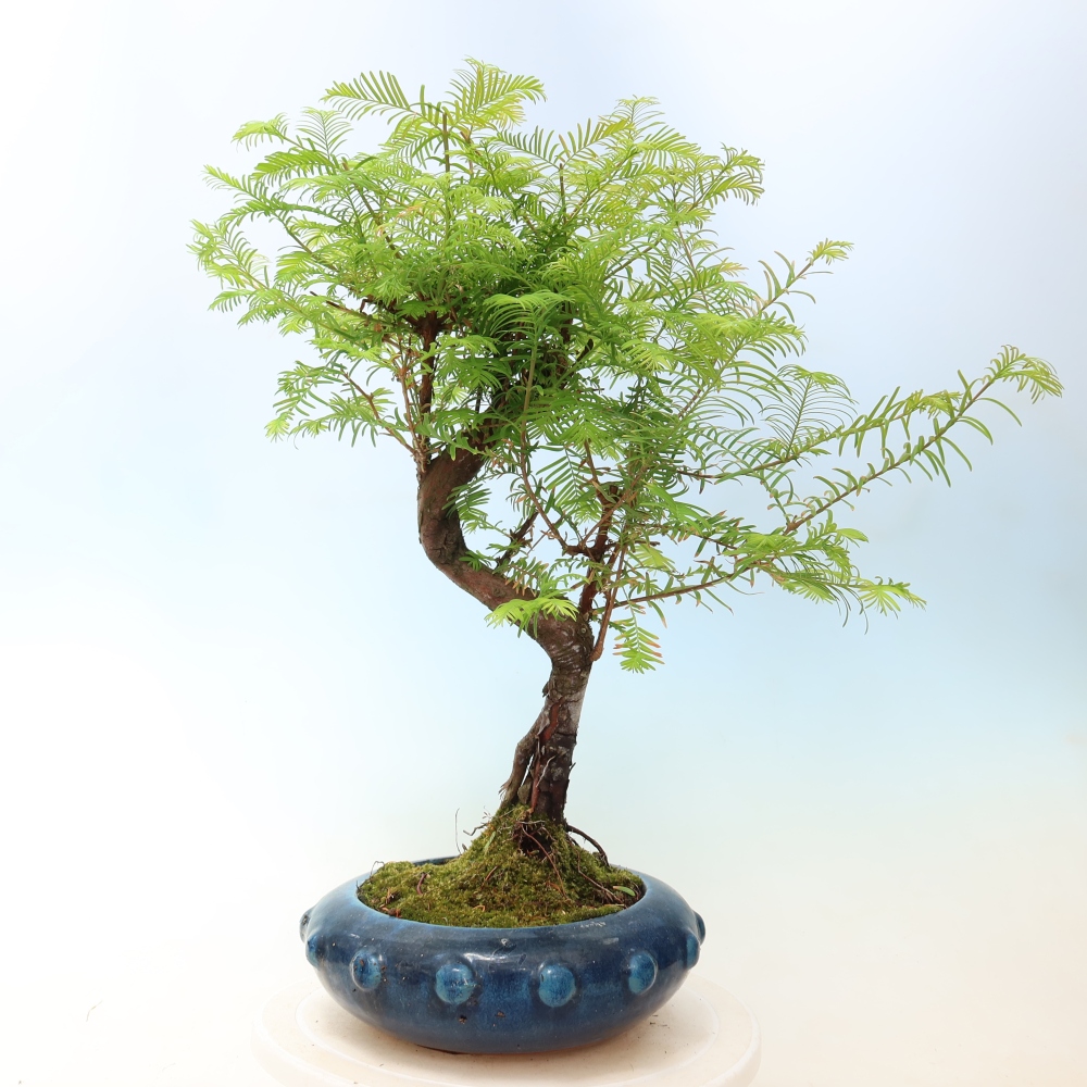 Venkovní bonsai - Metasequoia glyptostroboides - Metasekvoje čínská