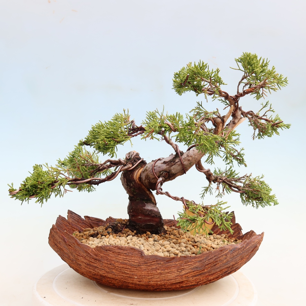 Venkovní bonsai - Juniperus chinensis Itoigawa-Jalovec čínský