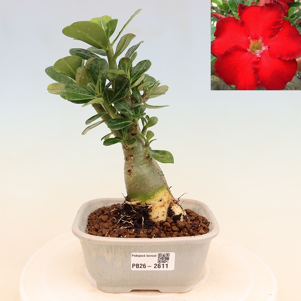 Pokojová bonsai - Adenium obesum Red Star - Pouštní růže