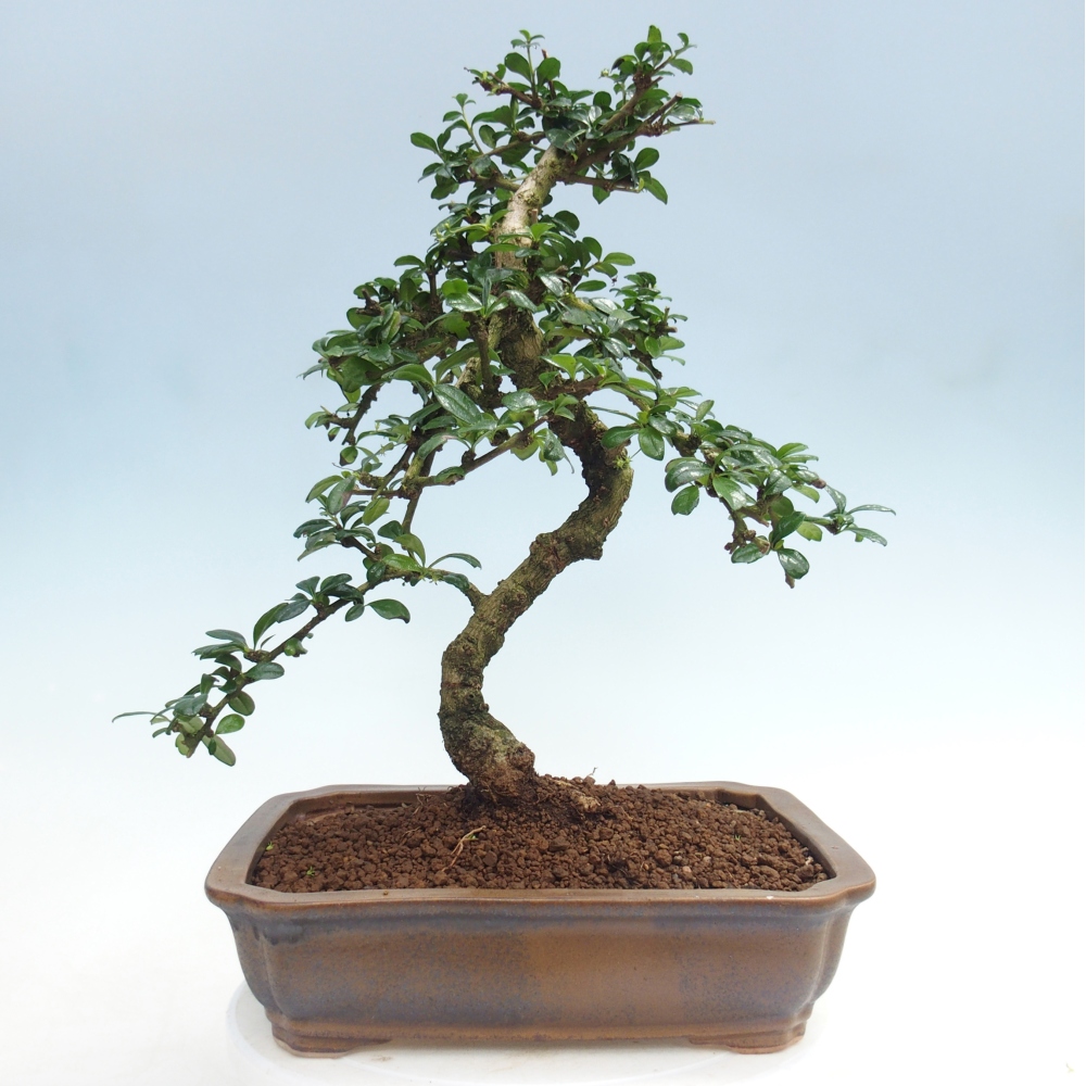 Pokojová bonsai - Carmona macrophylla - Čaj fuki