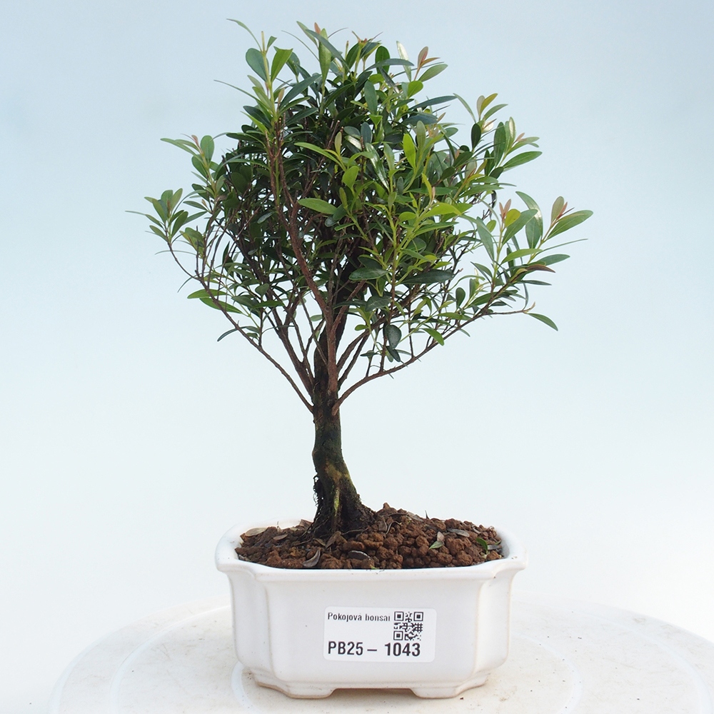 Pokojová bonsai - Syzygium - Pimentovník