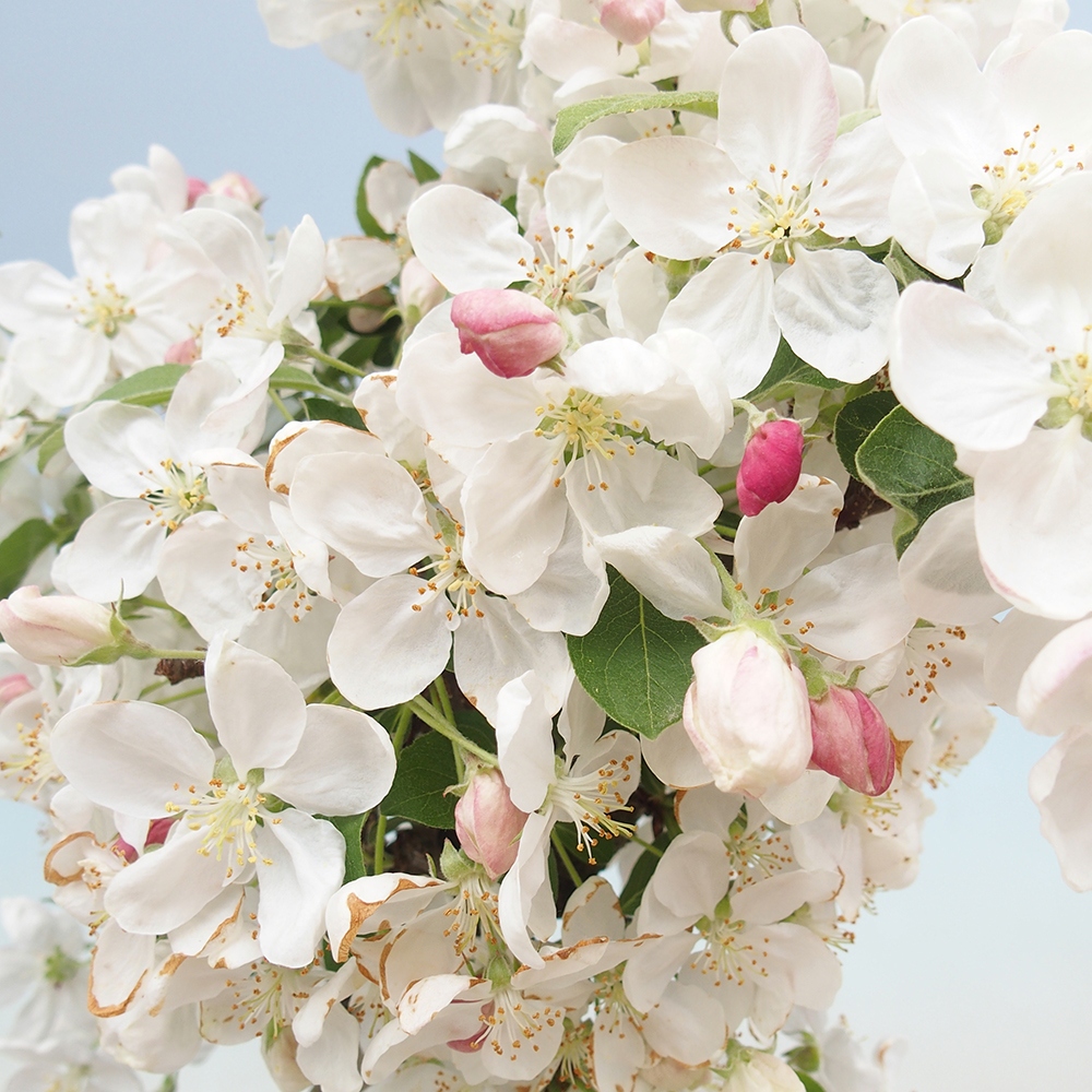 Venkovní bonsai -Malus halliana - Maloplodá jabloň