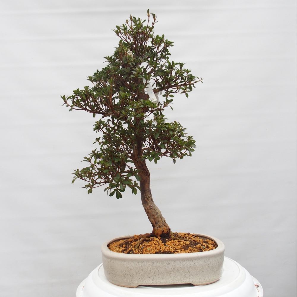 Venkovní bonsai - Japonská azalka - Azalea Hanatsuzuri