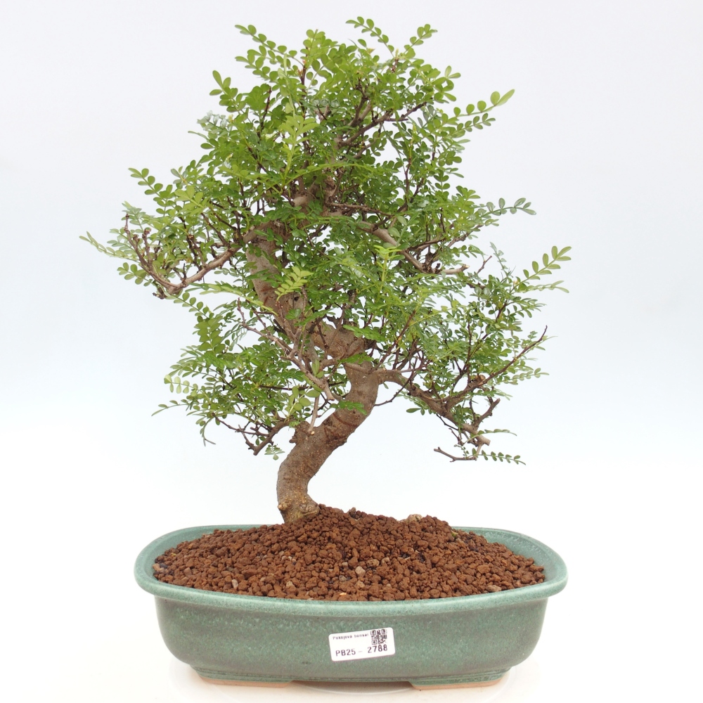 Pokojová bonsai - Zantoxylum piperitum - pepřovník