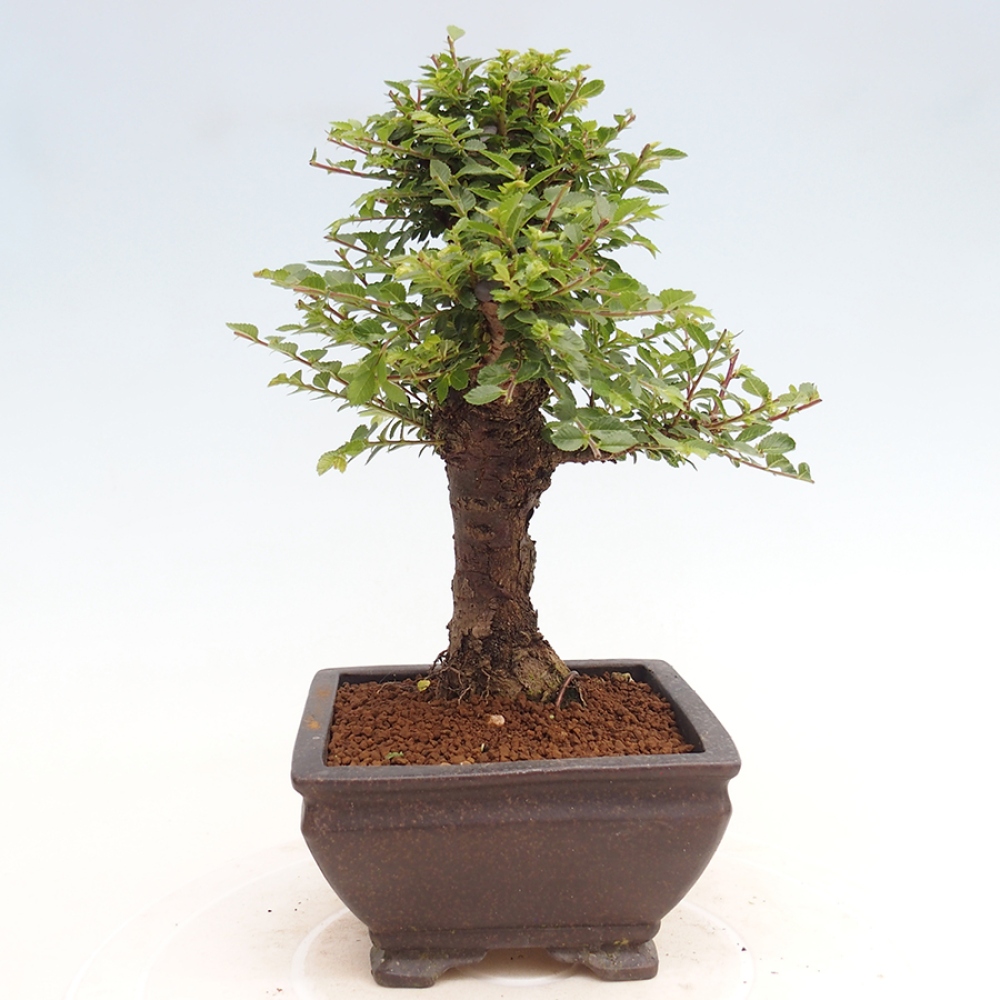 Venkovní bonsai - Ulmus parvifolia Hokkaido - jilm Činski