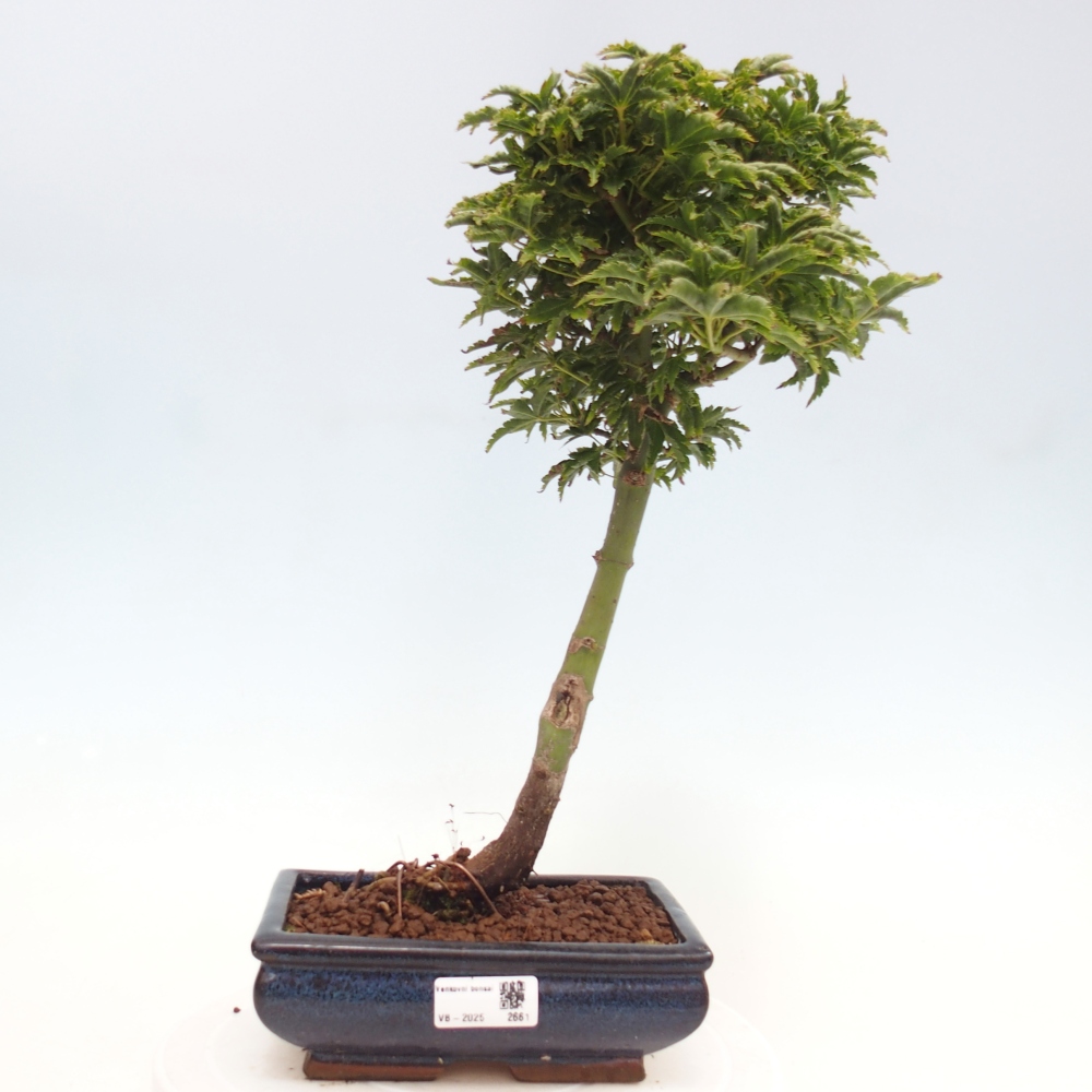 Venkovní bonsai -Javor dlanitolistý Acer palmatum Shishigashira