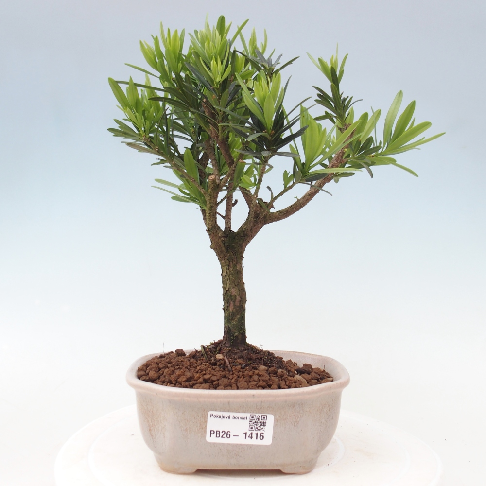 Pokojová bonsai - Podocarpus - Kamenný tis
