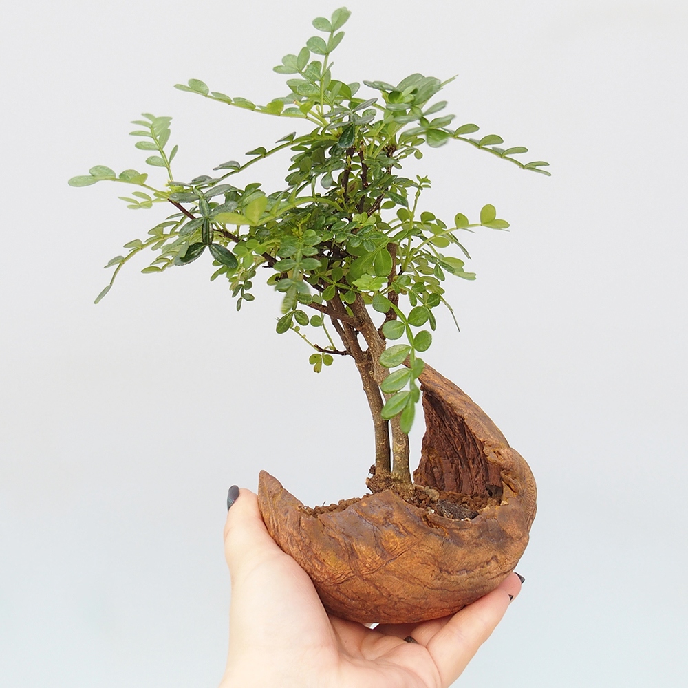 Pokojová bonsai - Zantoxylum piperitum - pepřovník