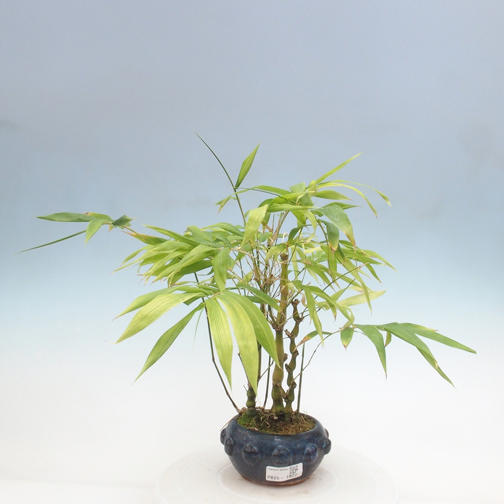 Pokojová bonsai - Bambus budha-Bambus budhovo břicho