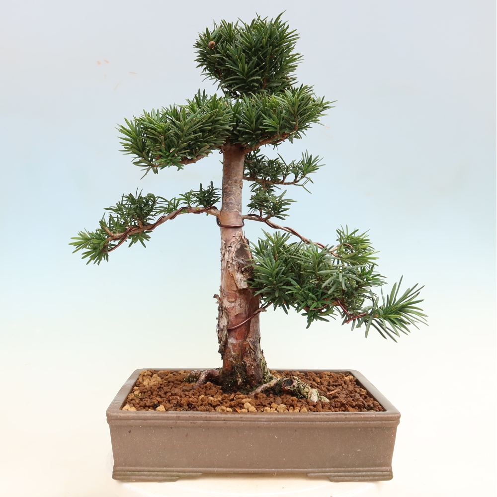 Venkovní bonsai - Taxus cuspidata  - Tis japonský