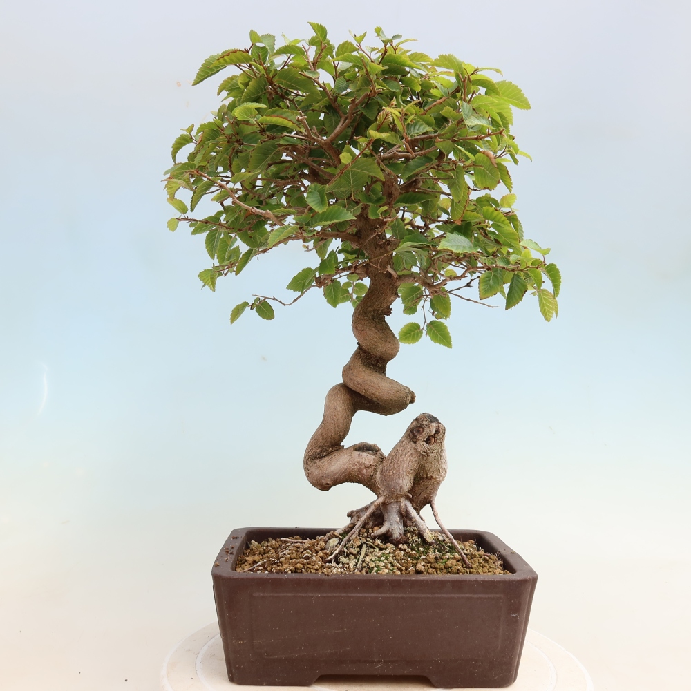 Venkovní bonsai -Carpinus CARPINOIDES - Habr korejský