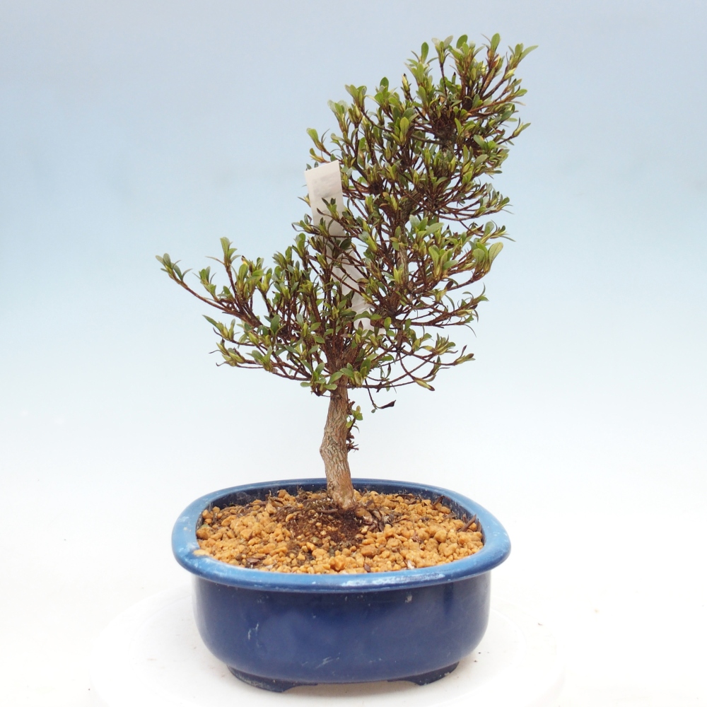 Venkovní bonsai - Japonská azalka - Azalea Nikko