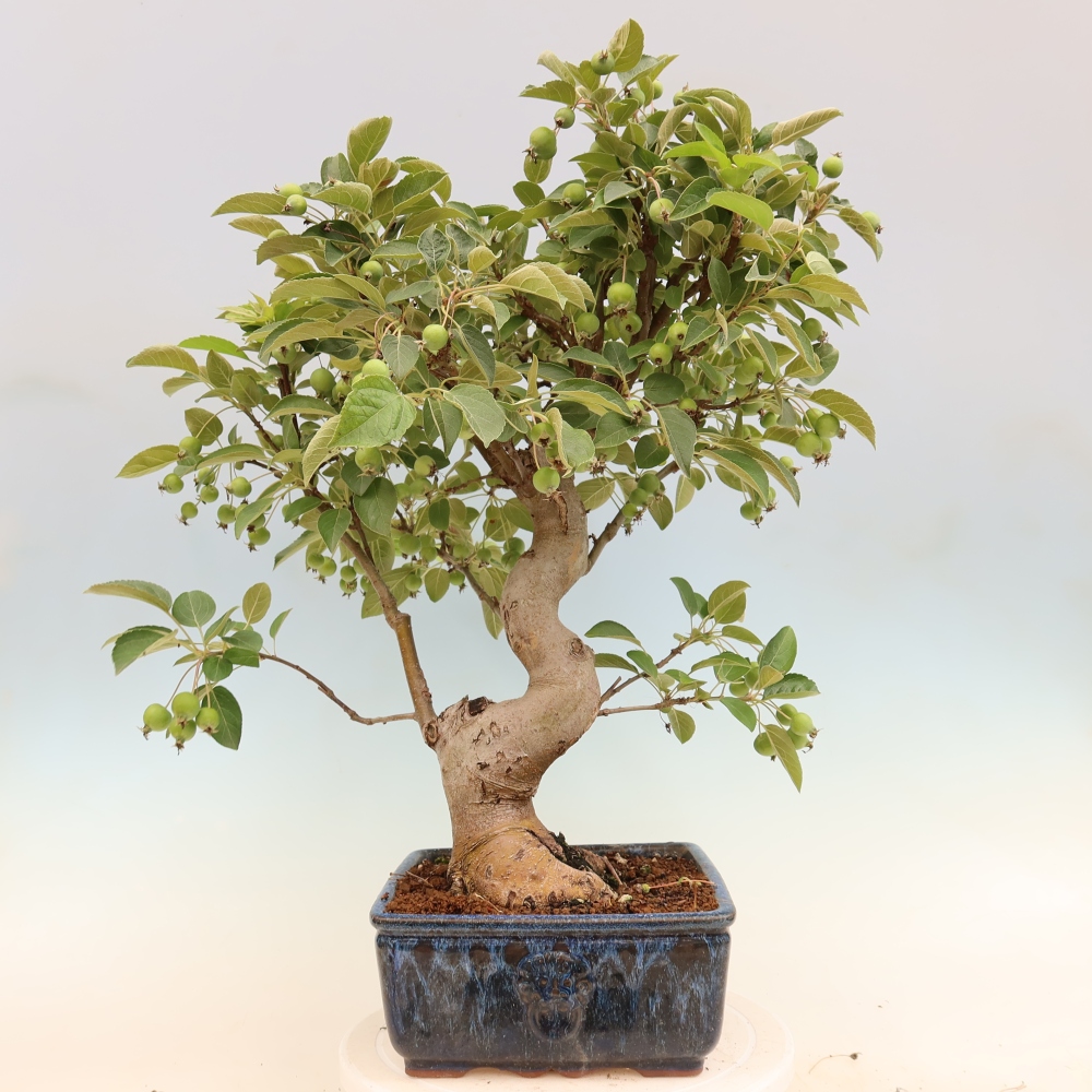 Venkovní bonsai -Malus halliana - Maloplodá jabloň