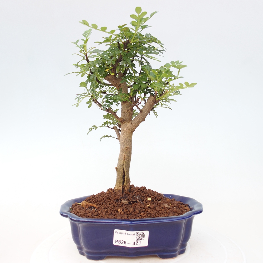 Pokojová bonsai - Zantoxylum piperitum - Pepřovník