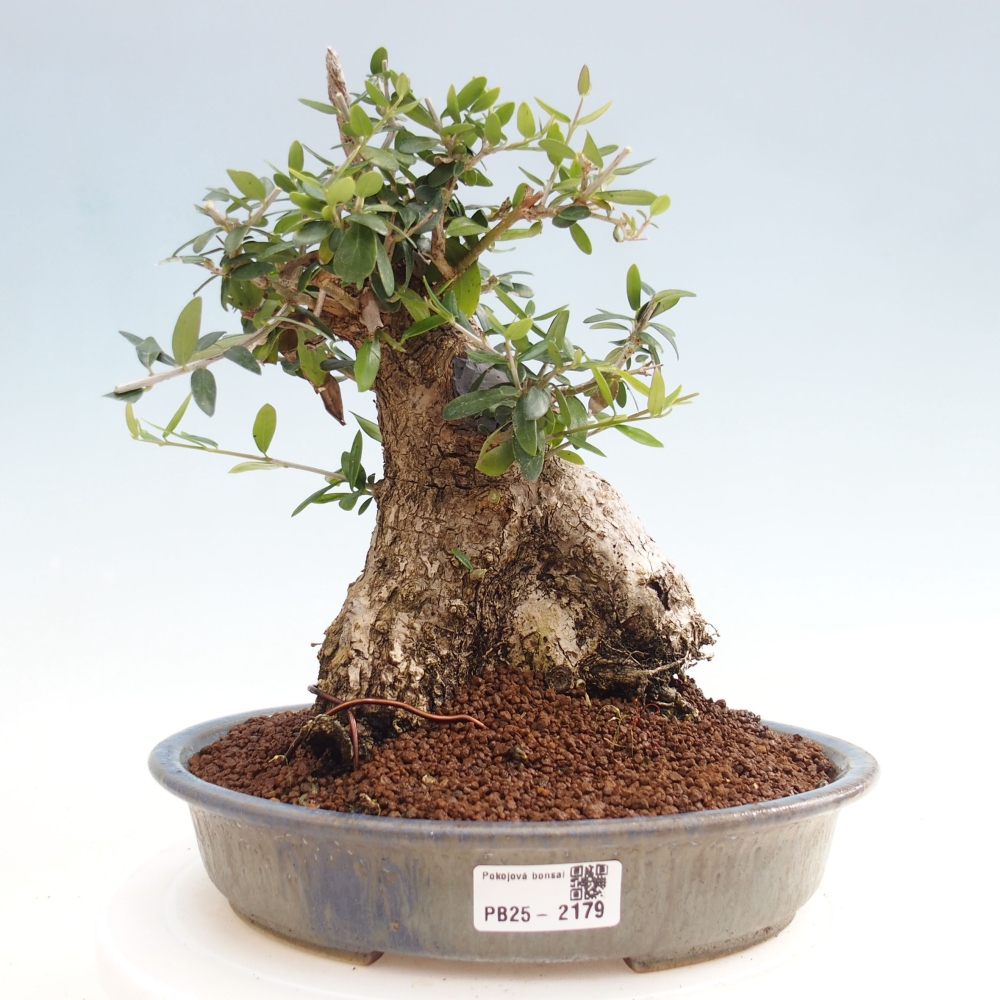 Pokojová bonsai - Olea europaea sylvestris -Oliva evropská drobnolistá