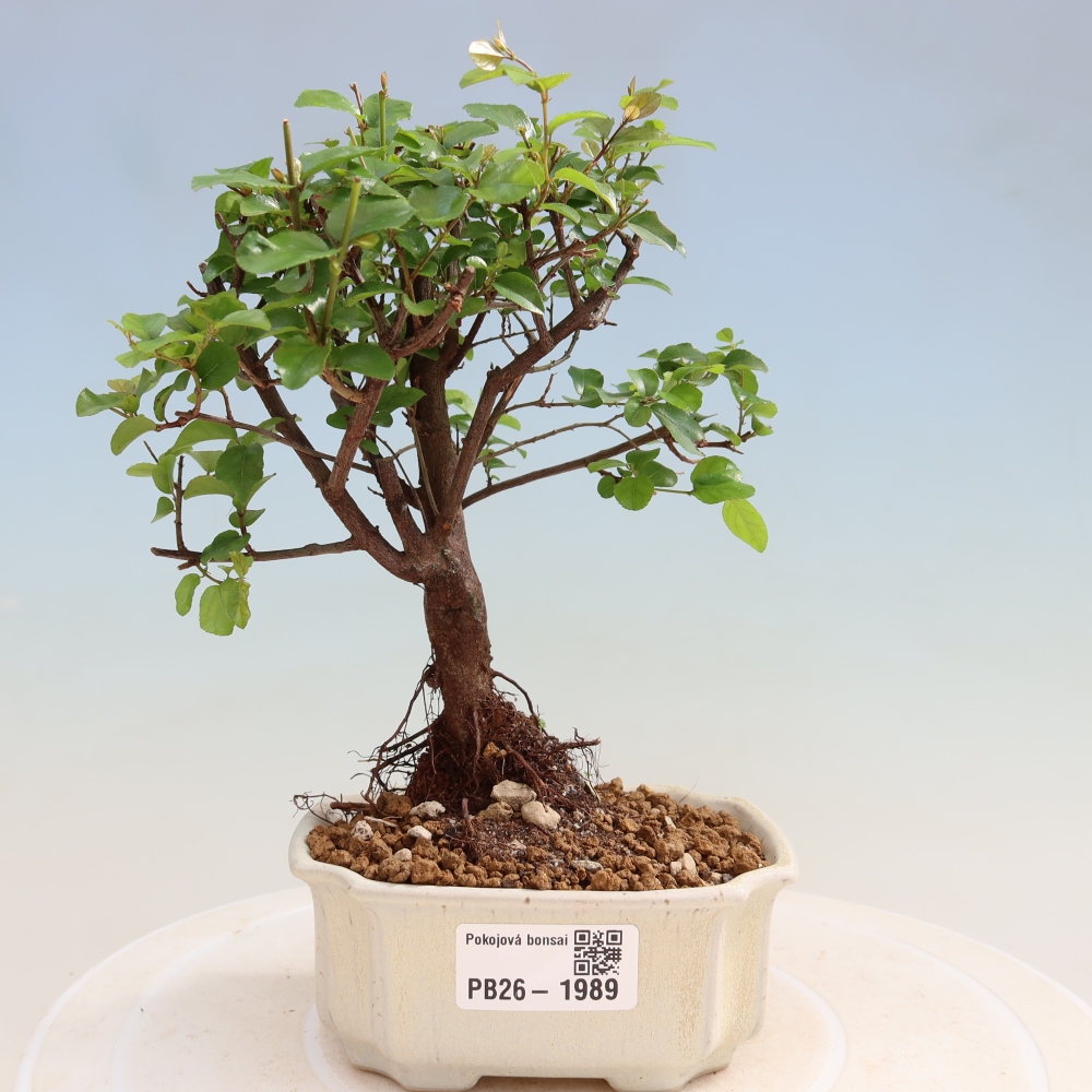 Pokojová bonsai - Sagerécie thea - Sagerécie thea