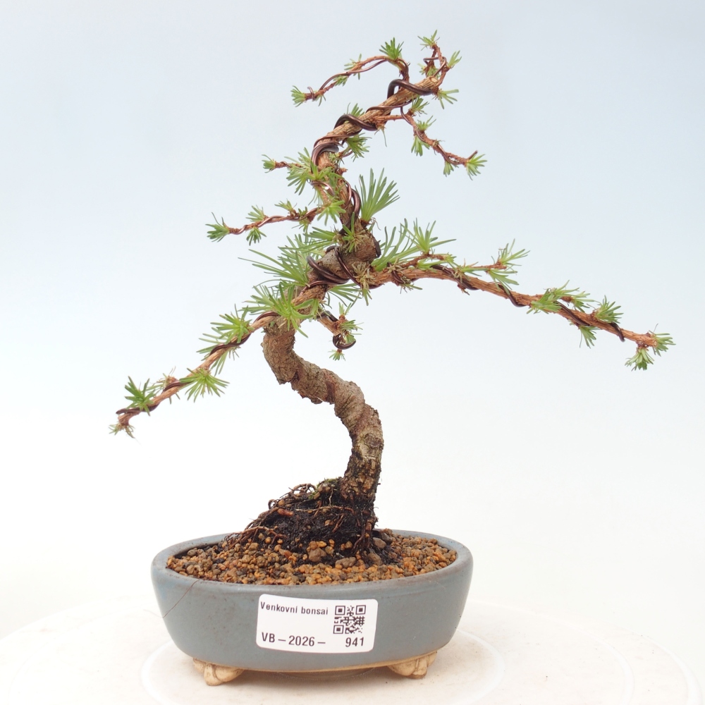 Venkovní bonsai - Larix Kaempferi - Modřín japonský