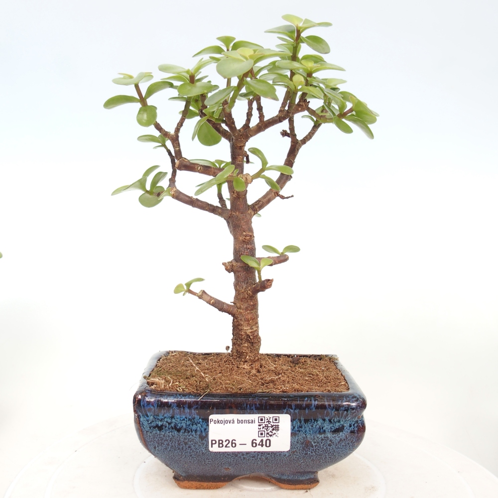 Pokojová bonsai - Portulakaria Afra - Tlustice