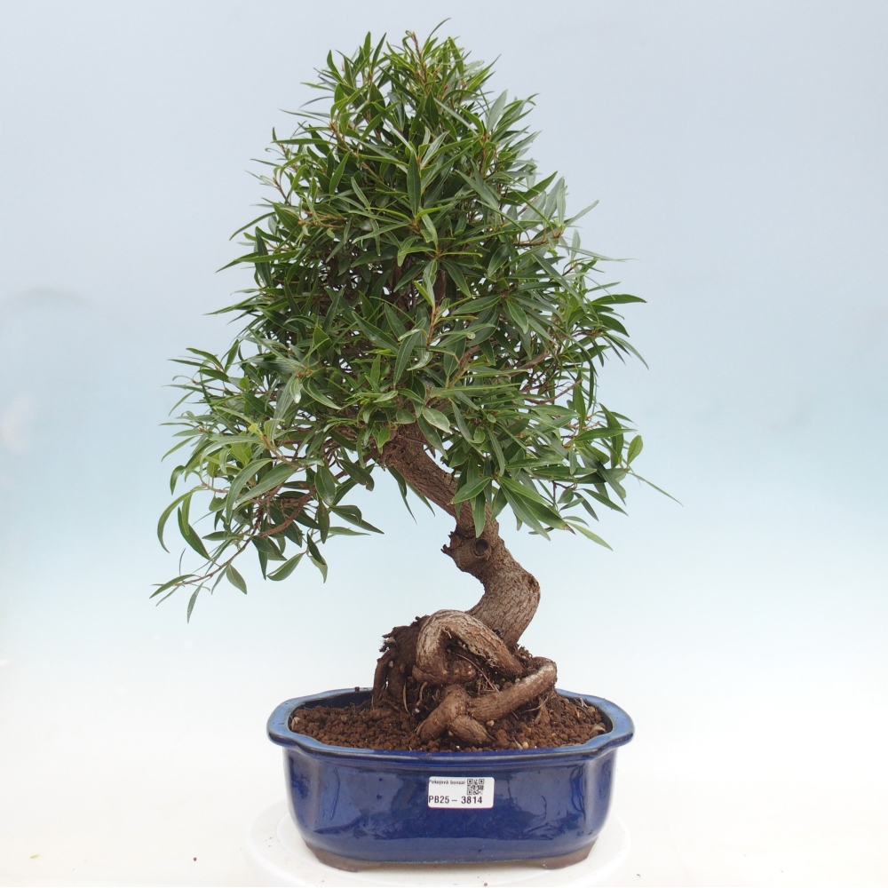 Pokojová bonsai - Ficus nerifolia -  malolistý fíkus