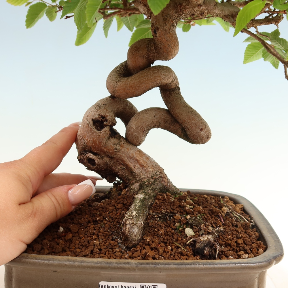 Venkovní bonsai -Carpinus coreana - Habr korejský
