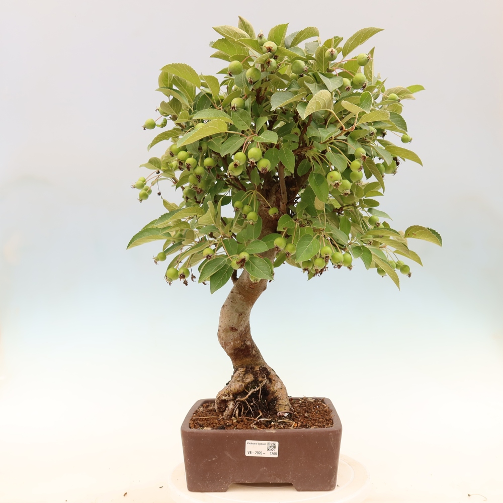 Venkovní bonsai -Malus halliana - Maloplodá jabloň