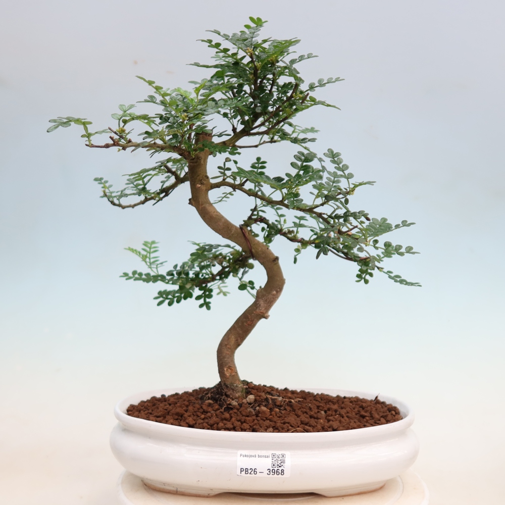 Pokojová bonsai - Zantoxylum piperitum - Pepřovník