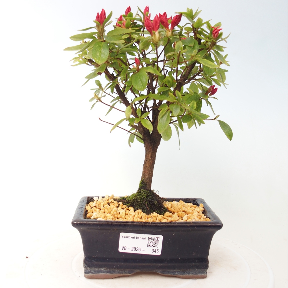 Venkovní bonsai - Japonská azalka - Azalea sp.