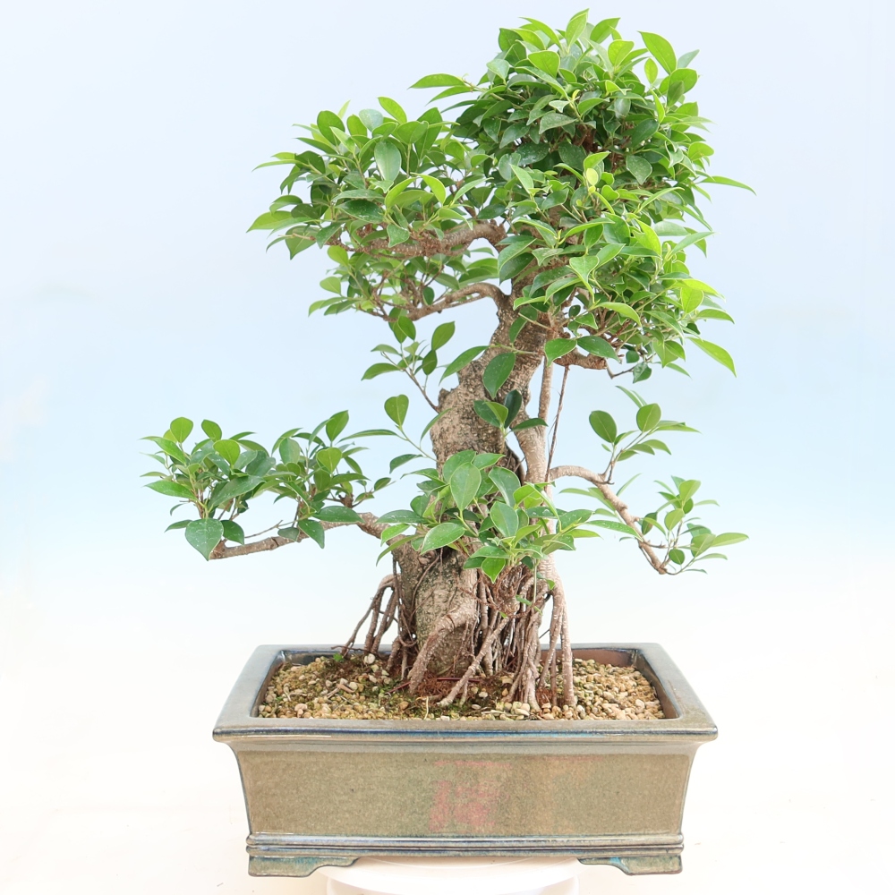 Pokojová bonsai - Ficus kimmen -  malolistý fíkus