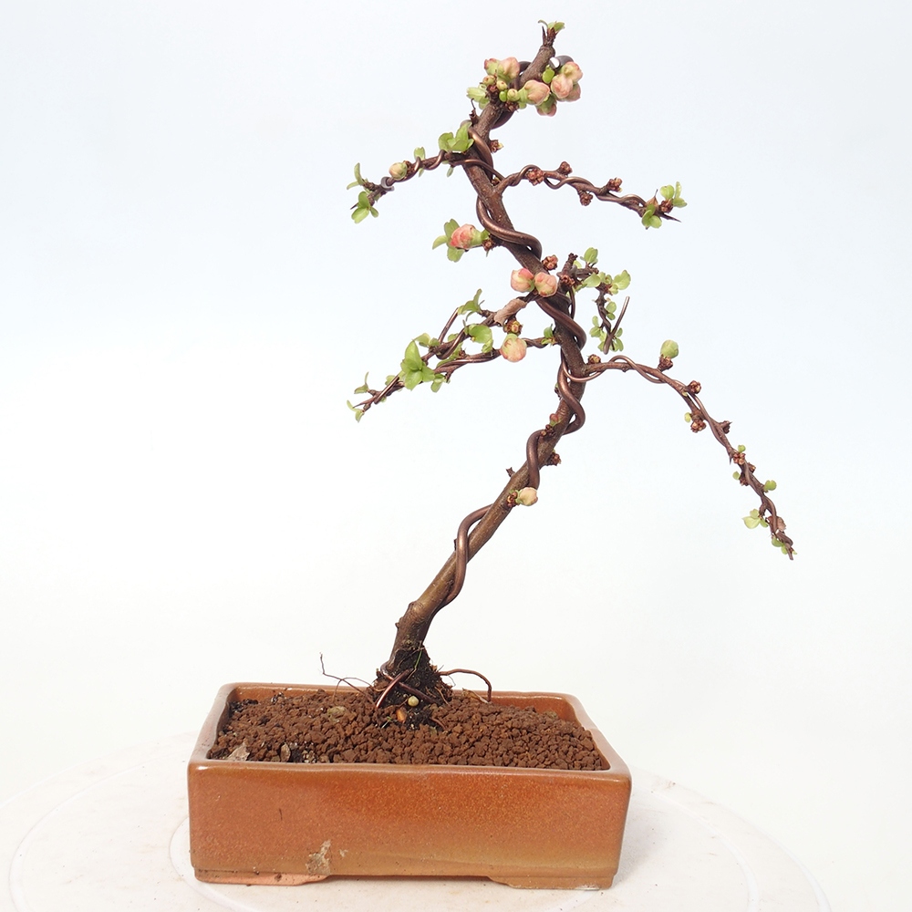 Venkovní bonsai - Chaneomeles s. Red Joy - Kdoulovec 