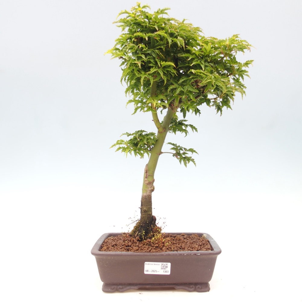 Venkovní bonsai -Javor dlanitolistý Acer palmatum Shishigashira